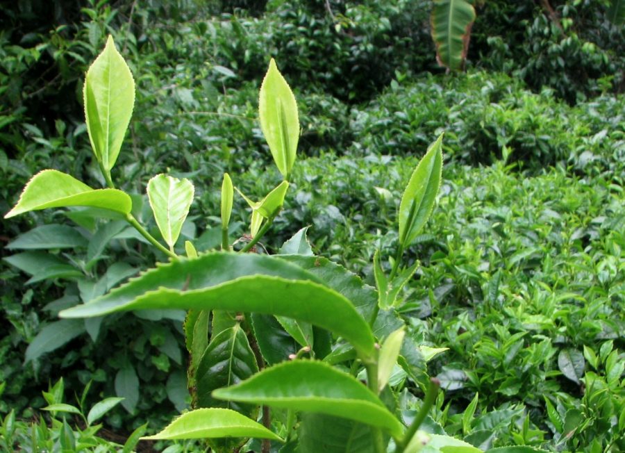 Le thé blanc de Grand-Coude, île de La Réunion