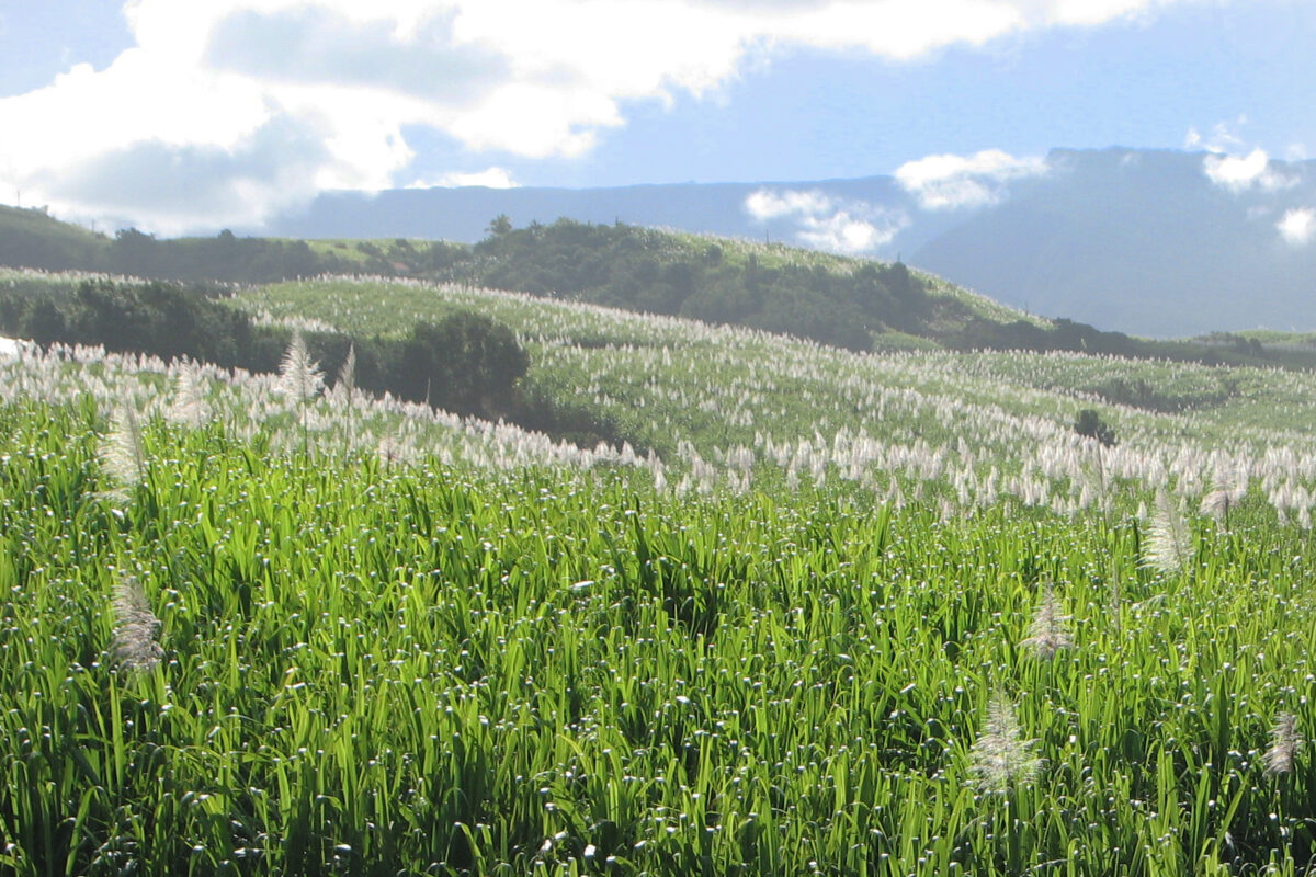 Plantation de canne à sucre sur l'île de La Réunion