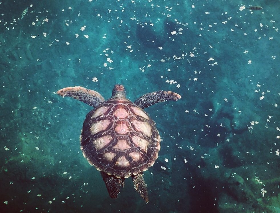 Les tortues marines, patrimoine naturel commun de l'Océan Indien