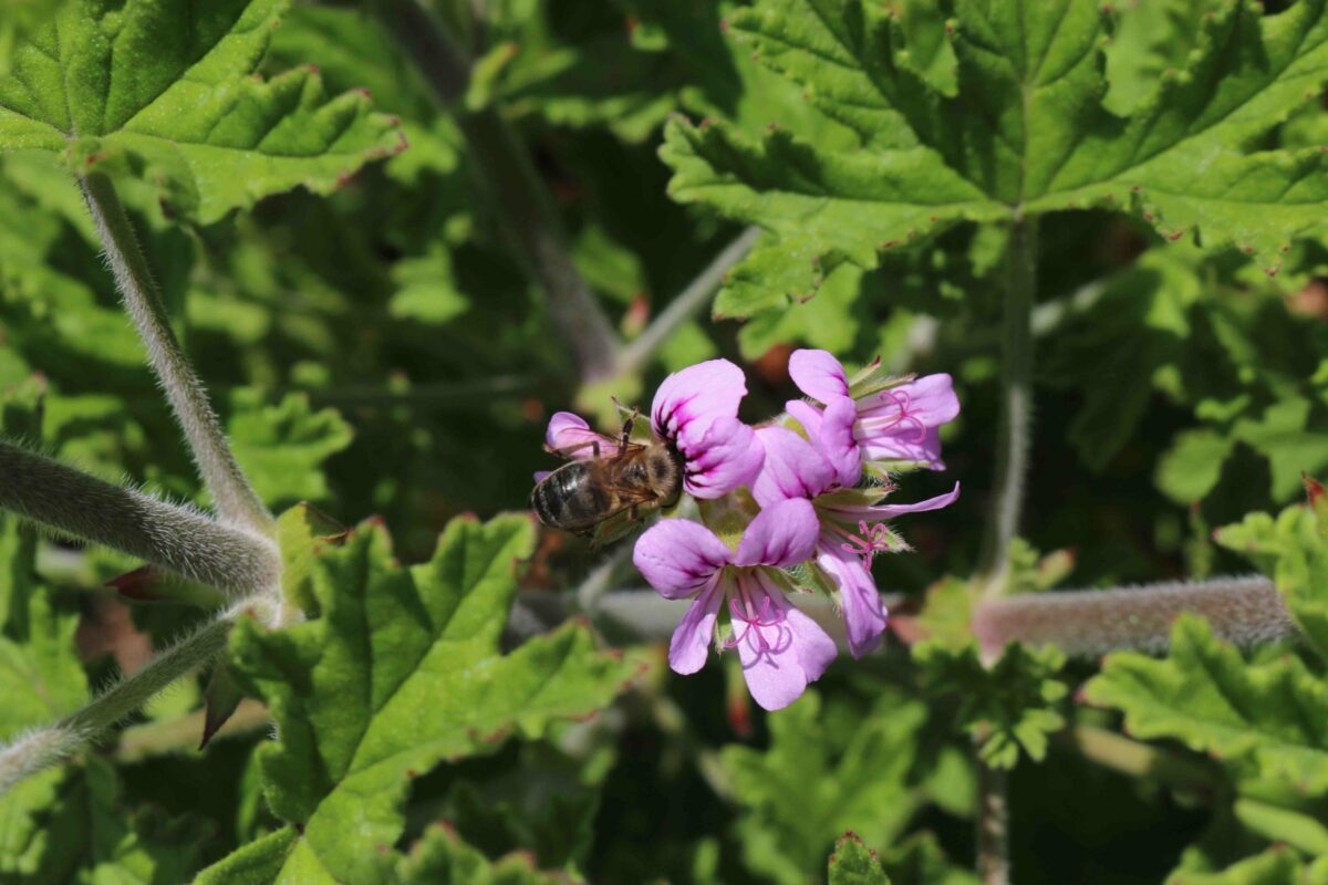 Le géranium Bourbon, île de La Réunion