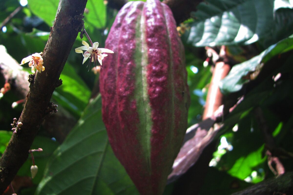 Cacao péi, île de La Réunion, Madagascar