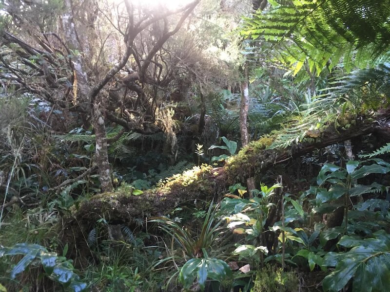 Randonnée à la Roche-Ecrite avec un guide de l'île de La Réunion
