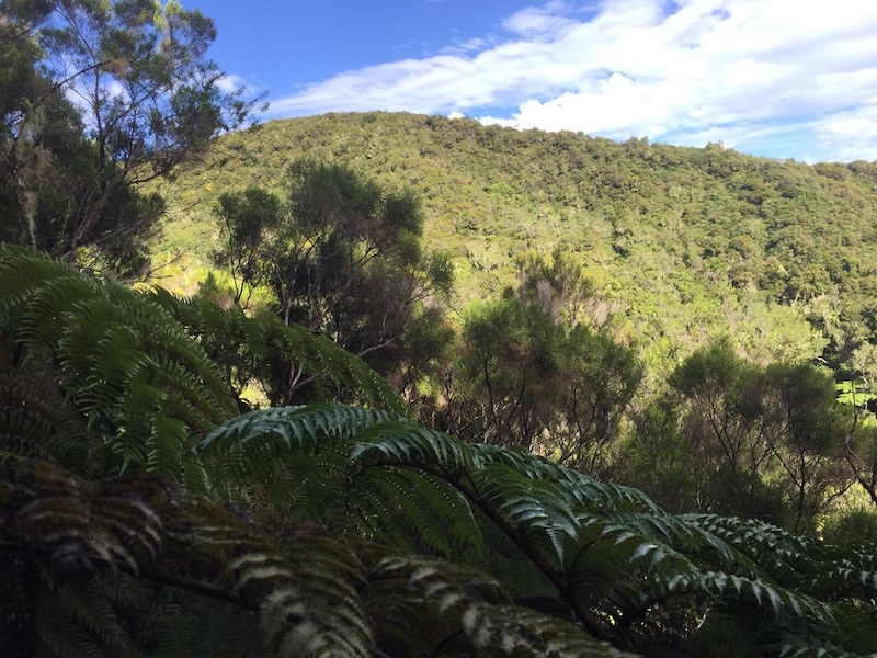 Randonnée à la Roche-Ecrite avec un guide de l'île de La Réunion